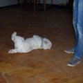Fotogalerie - Dílna k Bramborovému dni - foto 67